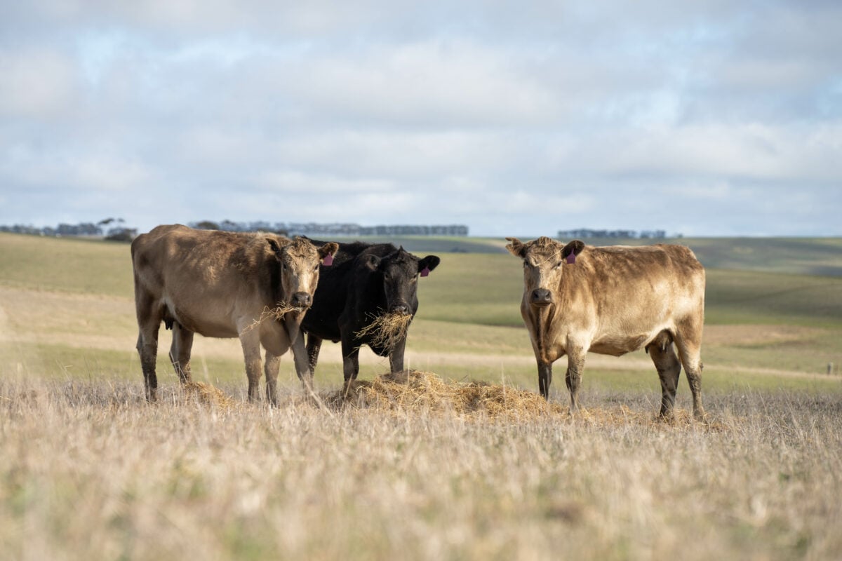 Cows on a regenerative animal farm