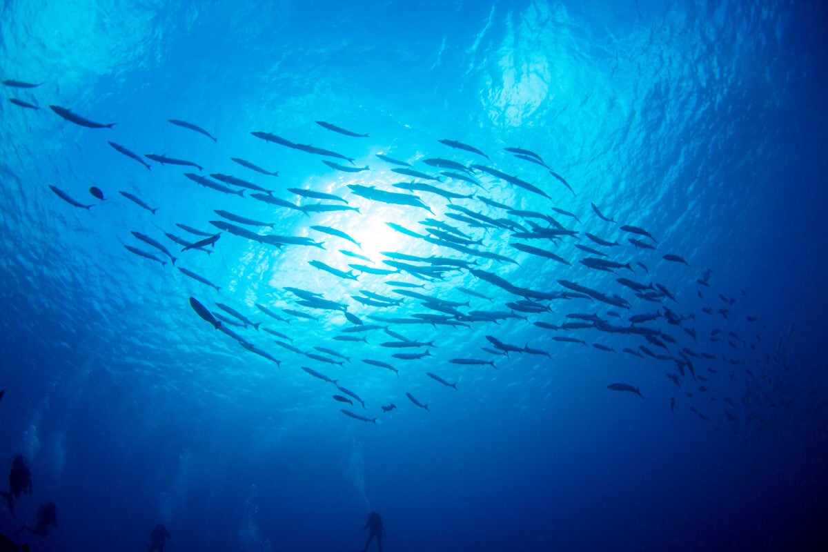 Fishes swimming in the ocean