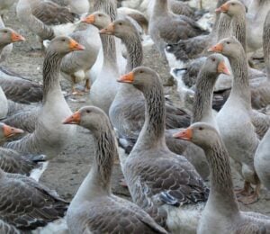 A gaggle of geese on a foie gras farm