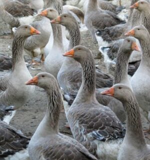 A gaggle of geese on a foie gras farm