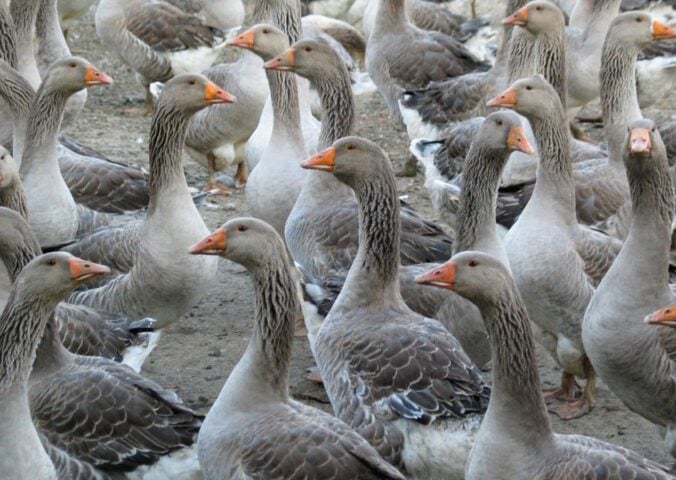 A gaggle of geese on a foie gras farm