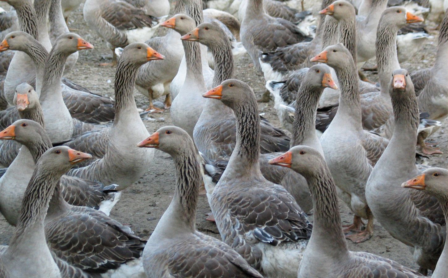 A gaggle of geese on a foie gras farm