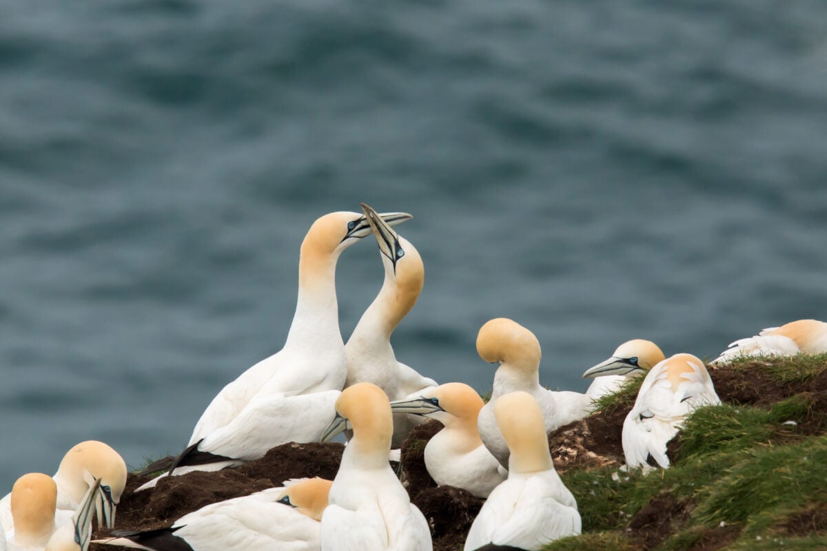 Gannets