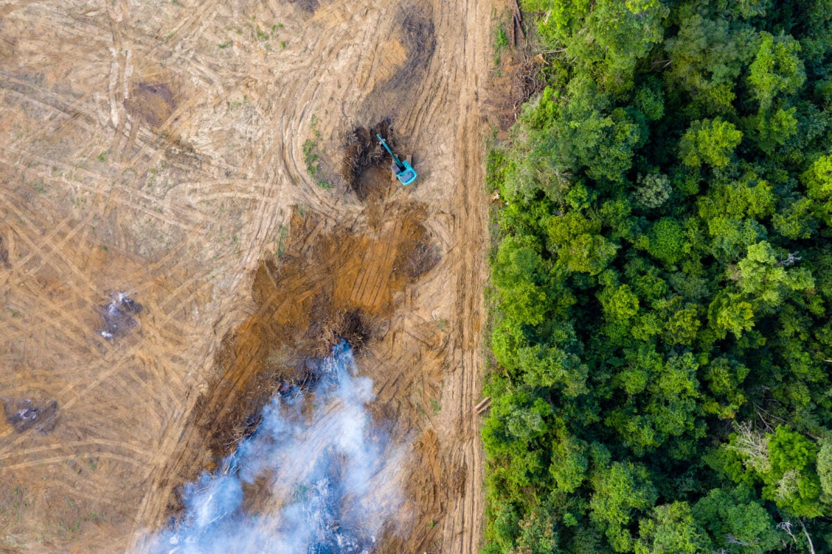 Photo shows the line between rainforest and deforested land from above