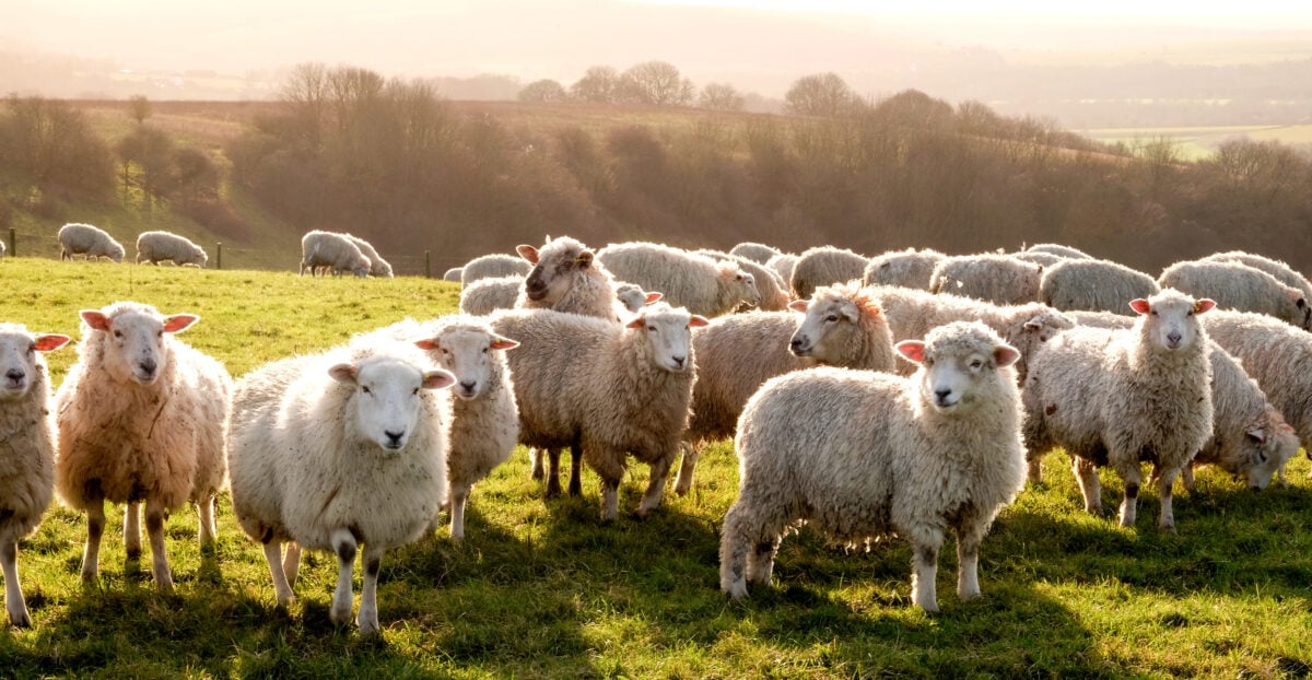 Photo shows a group of sheep standing in a field