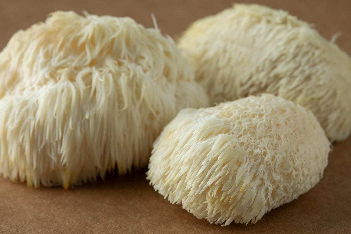 lion's mane mushrooms