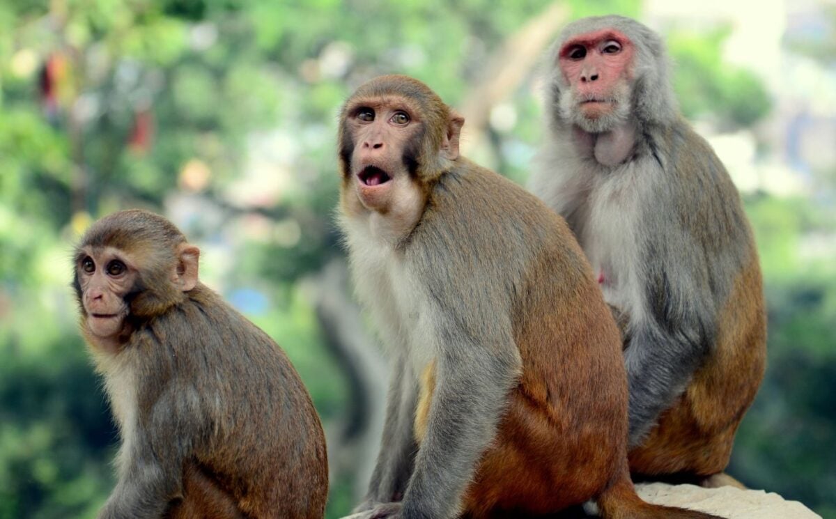 Dozens Of Monkeys Have Fled A Primate Research Facility