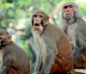 Rhesus monkeys