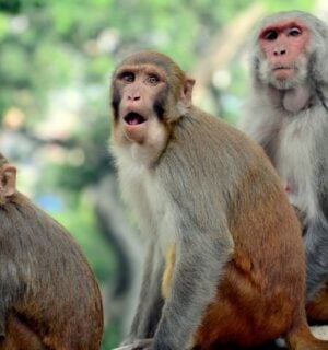 Rhesus monkeys