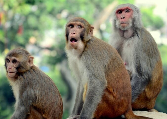 Rhesus monkeys