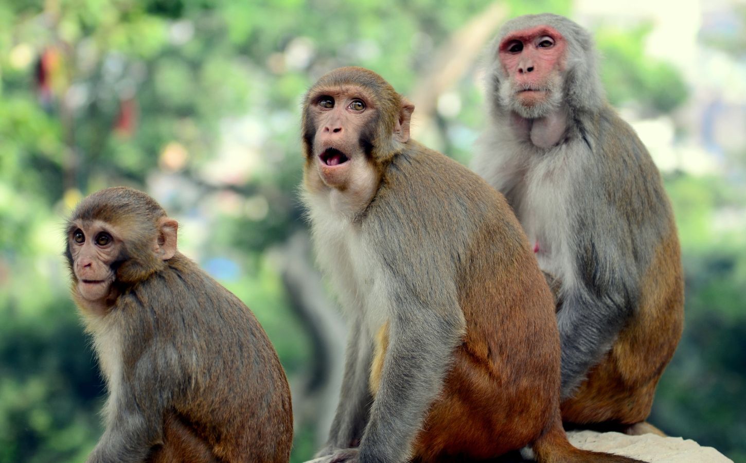 Rhesus monkeys