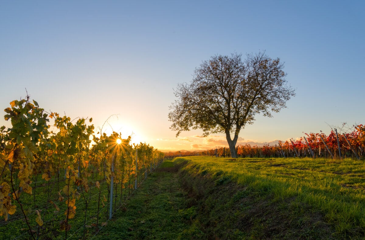 A vineyard in the French town of Pessac, which has just banned foie gras