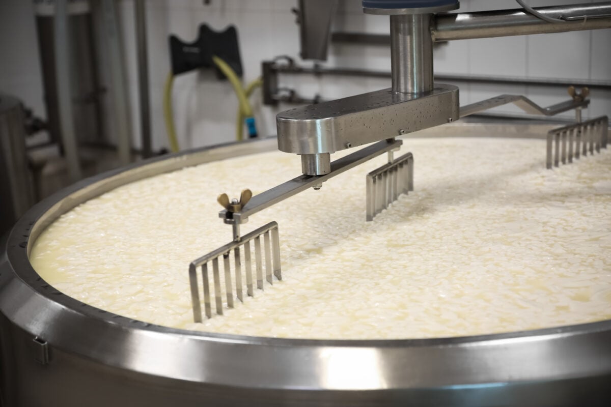 Photo shows cheese-making machinery filled with curds and whey