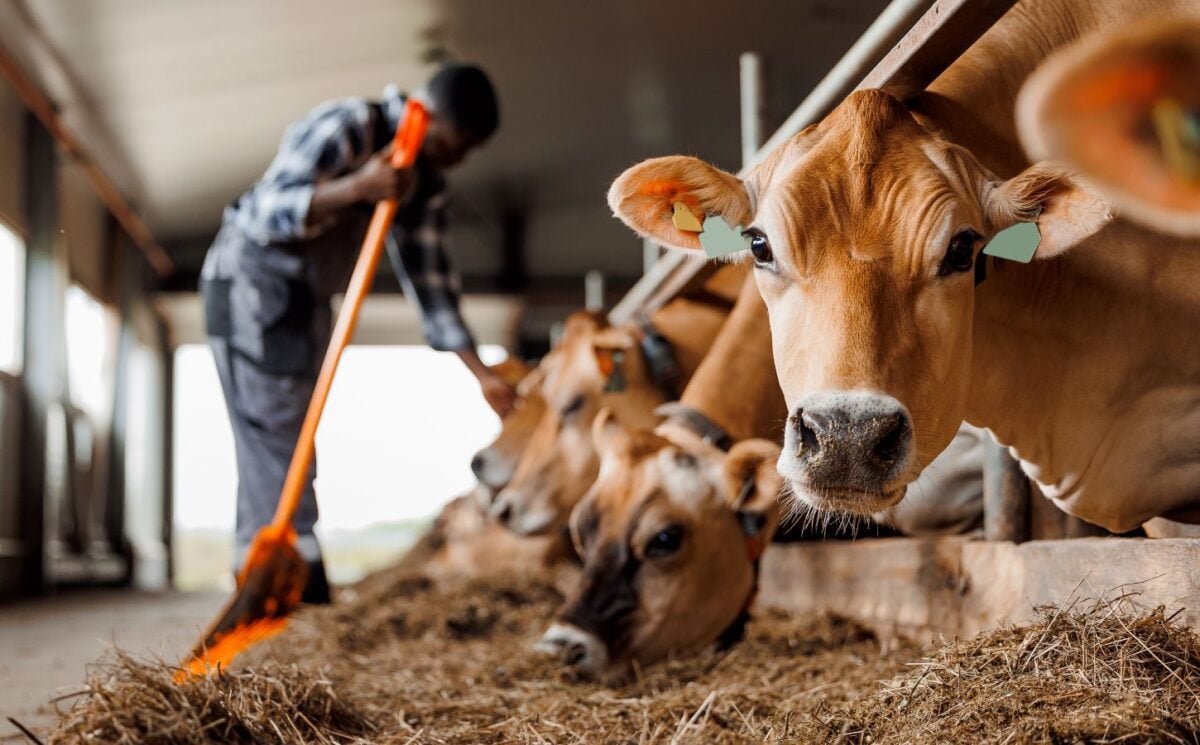 Cows on a dairy farm in a pen