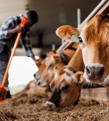 Cows on a dairy farm in a pen