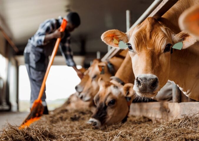 Cows on a dairy farm in a pen