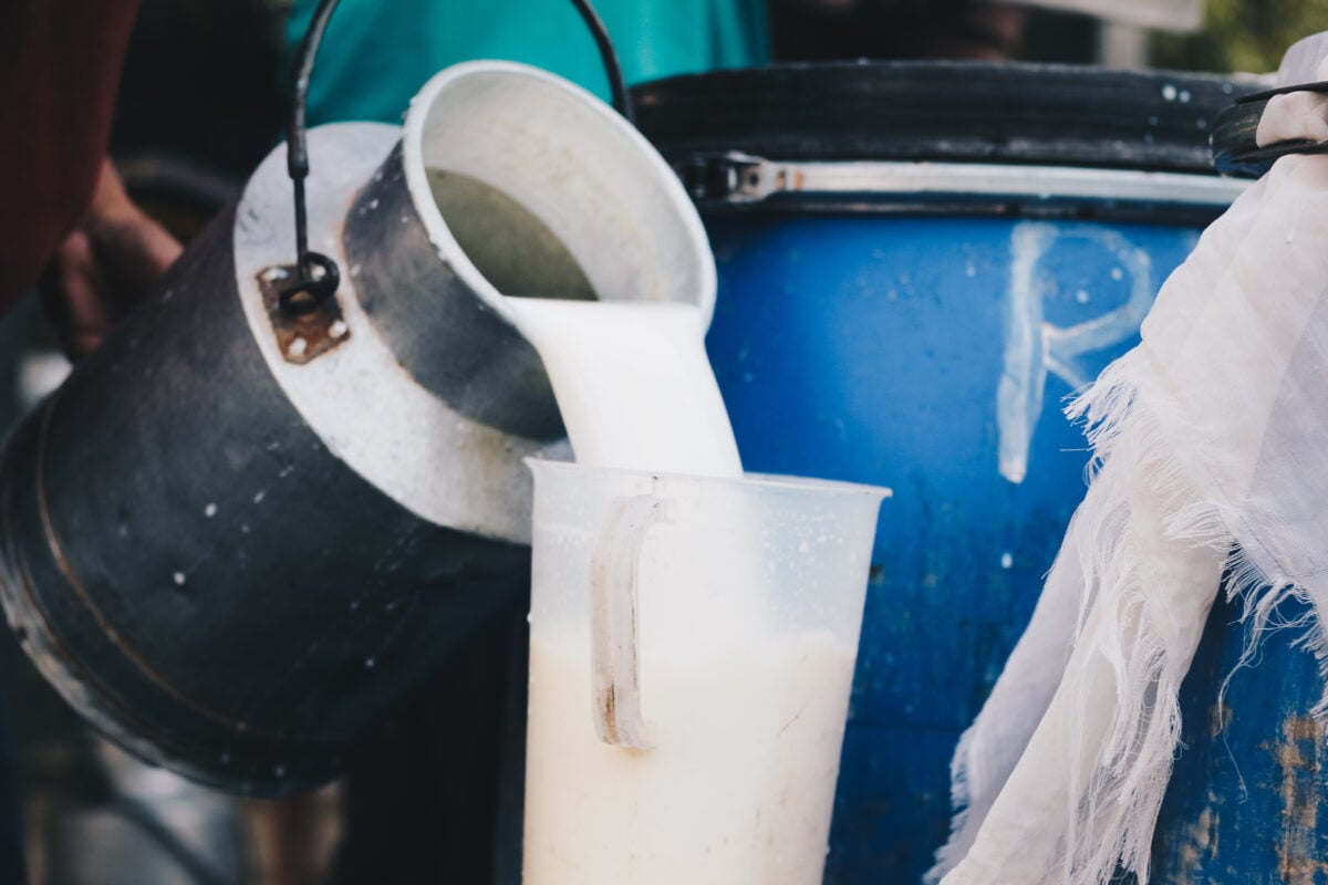 A bucket of raw milk being poured into a jug