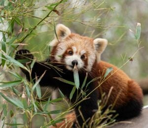 Photo shows a red panda on a branch