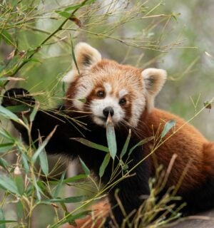 Photo shows a red panda on a branch