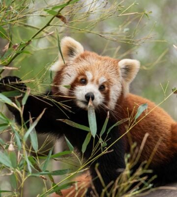 Photo shows a red panda on a branch