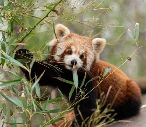 Photo shows a red panda on a branch