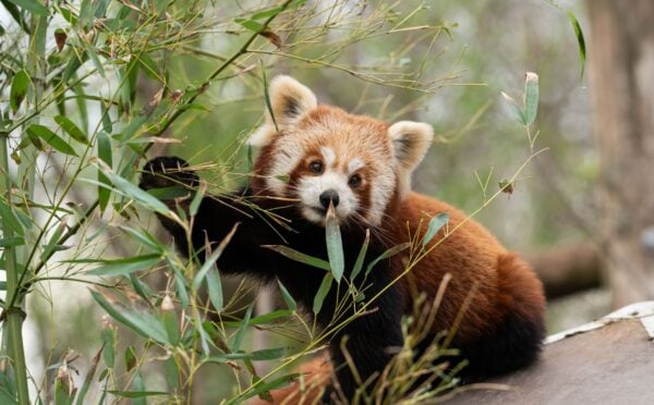 Photo shows a red panda on a branch