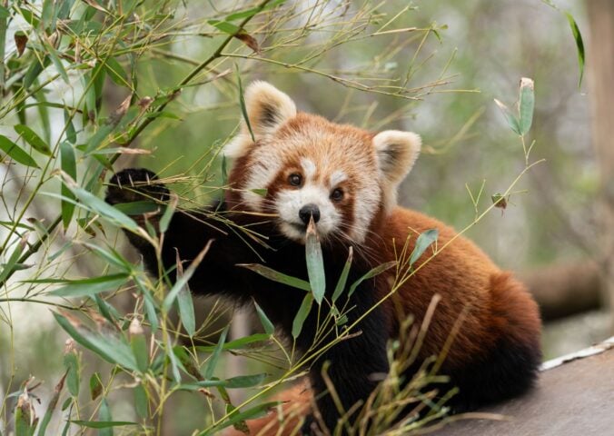 Photo shows a red panda on a branch