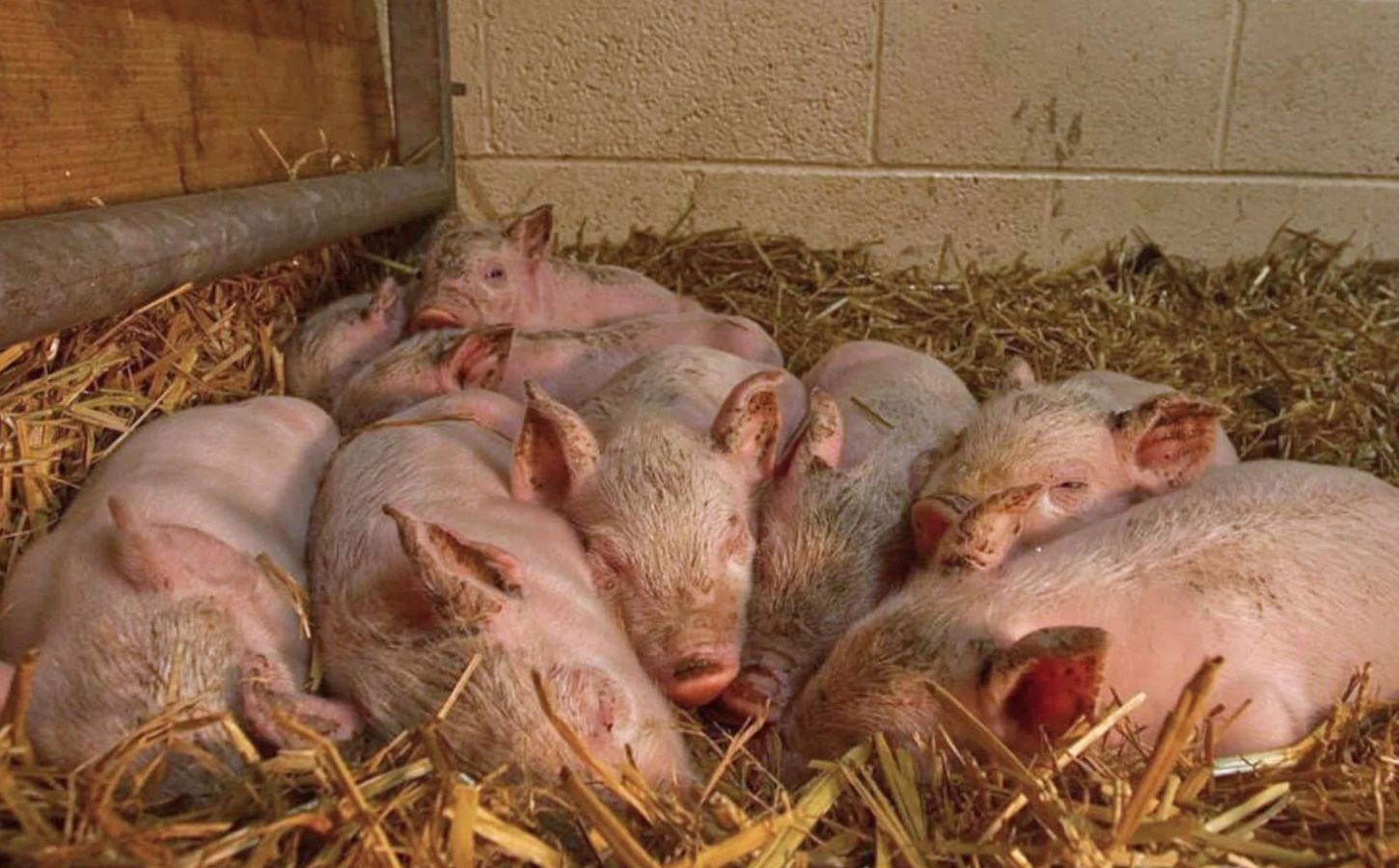 The piglets who Matilda the pig gave birth to in the woods after escaping a meat farm