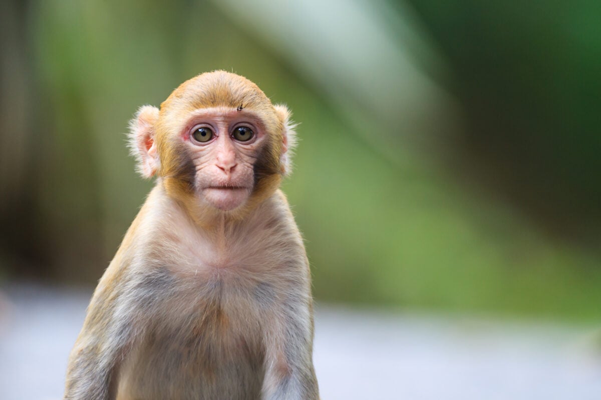 Rhesus monkey