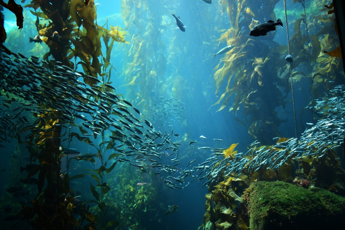 An underwater view of fishes and seaweed