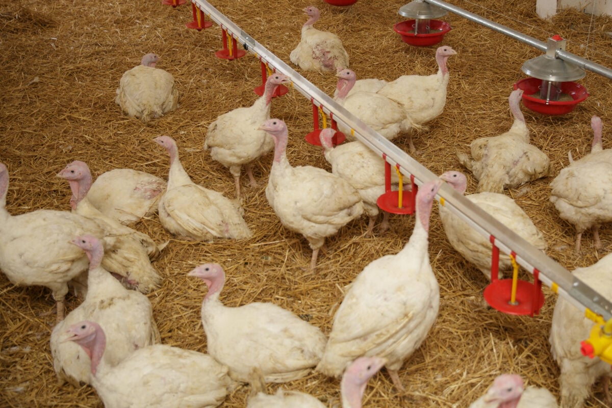 Turkeys on an intensive farm