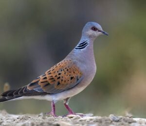 Turtle dove