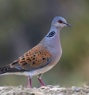 Turtle dove