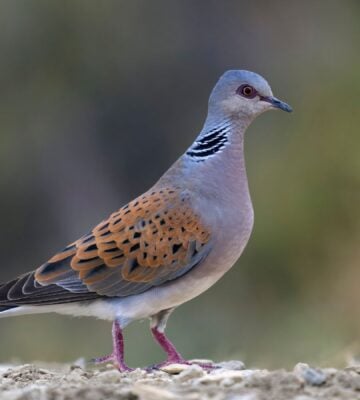 Turtle dove