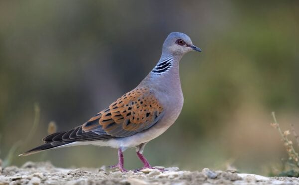 Turtle dove