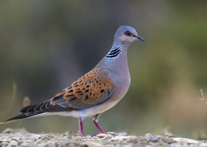 Turtle dove