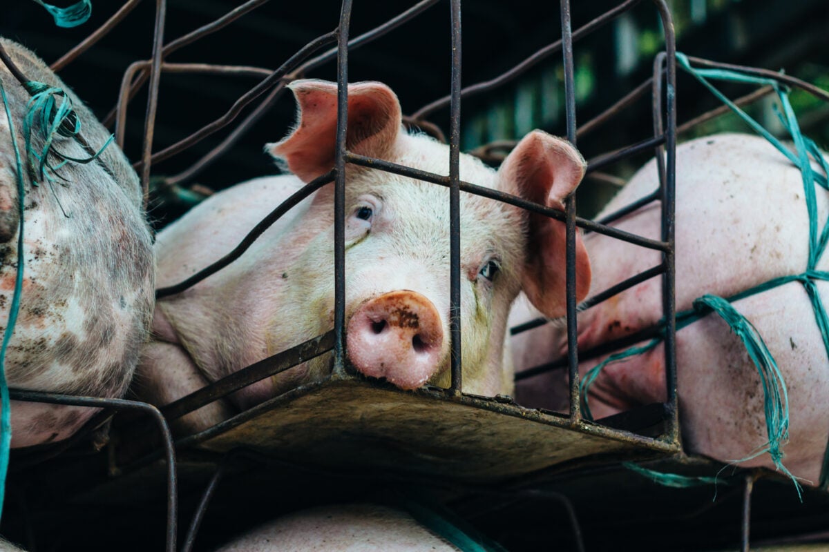 Photo shows three factory farm pigs, each inside their own small cage