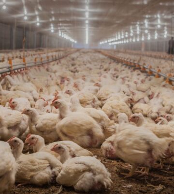 Photo shows thousands of factory-farmed chickens in a large barn