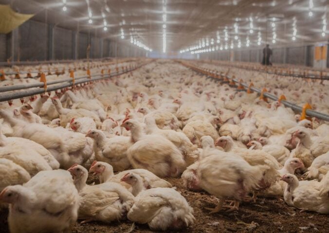 Photo shows thousands of factory-farmed chickens in a large barn