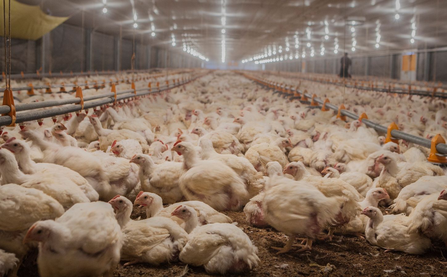 Factory Farms Cost UK Taxpayers Over 1.2 Billion Pounds Per Year, Says ...