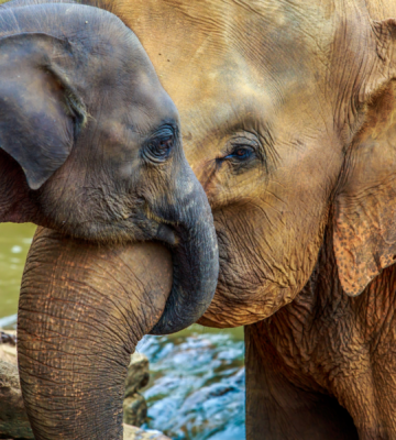 A young elepgant with their trunk wrapped around an older elephant