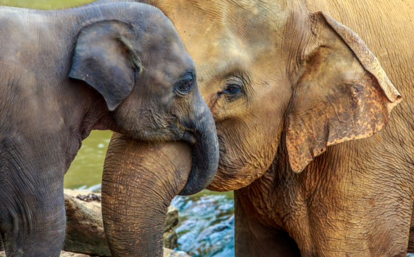 A young elepgant with their trunk wrapped around an older elephant