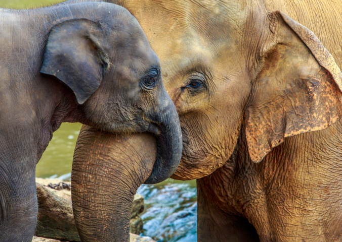 A young elepgant with their trunk wrapped around an older elephant