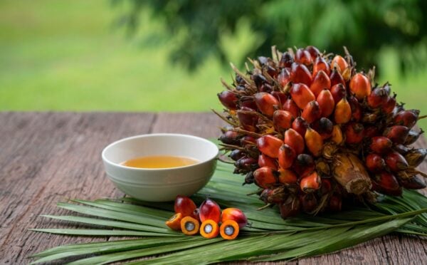 Palm oil on a table