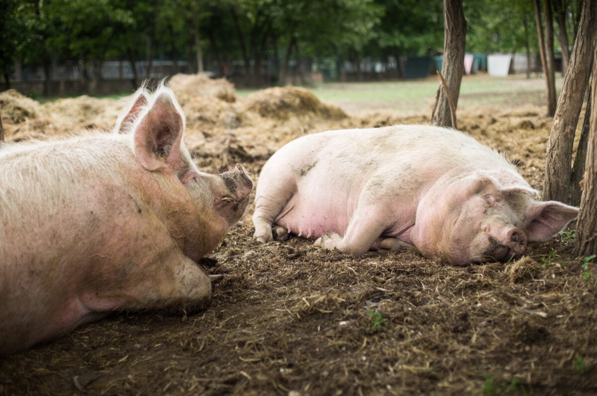 Pigs in a sanctuary