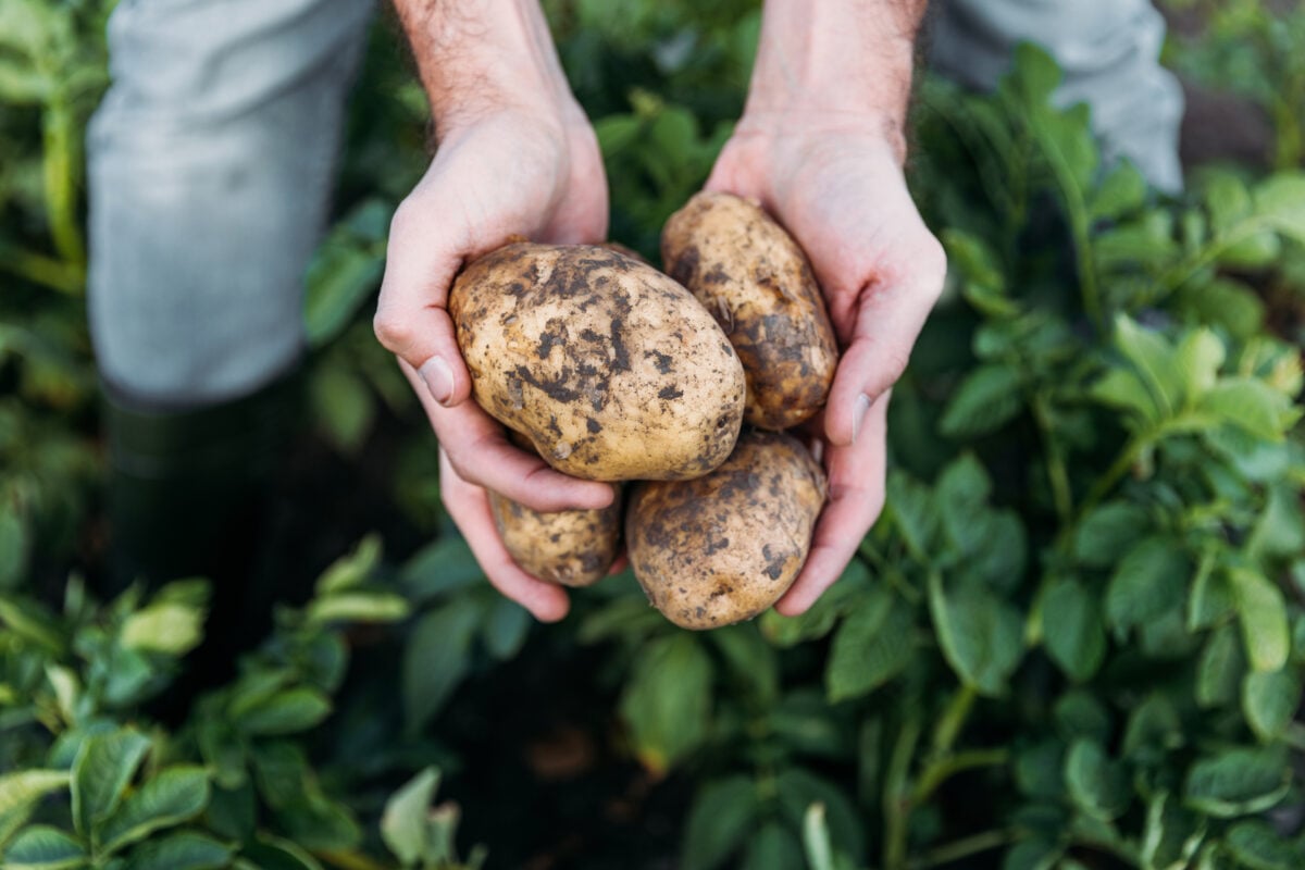 Potatoes