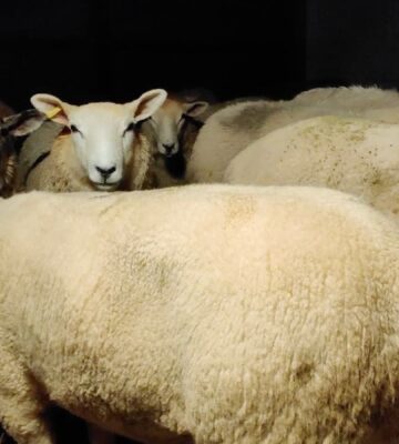 A still of footage obtained from an Animal Rising investigation into RSPCA Assured slaugherhouses