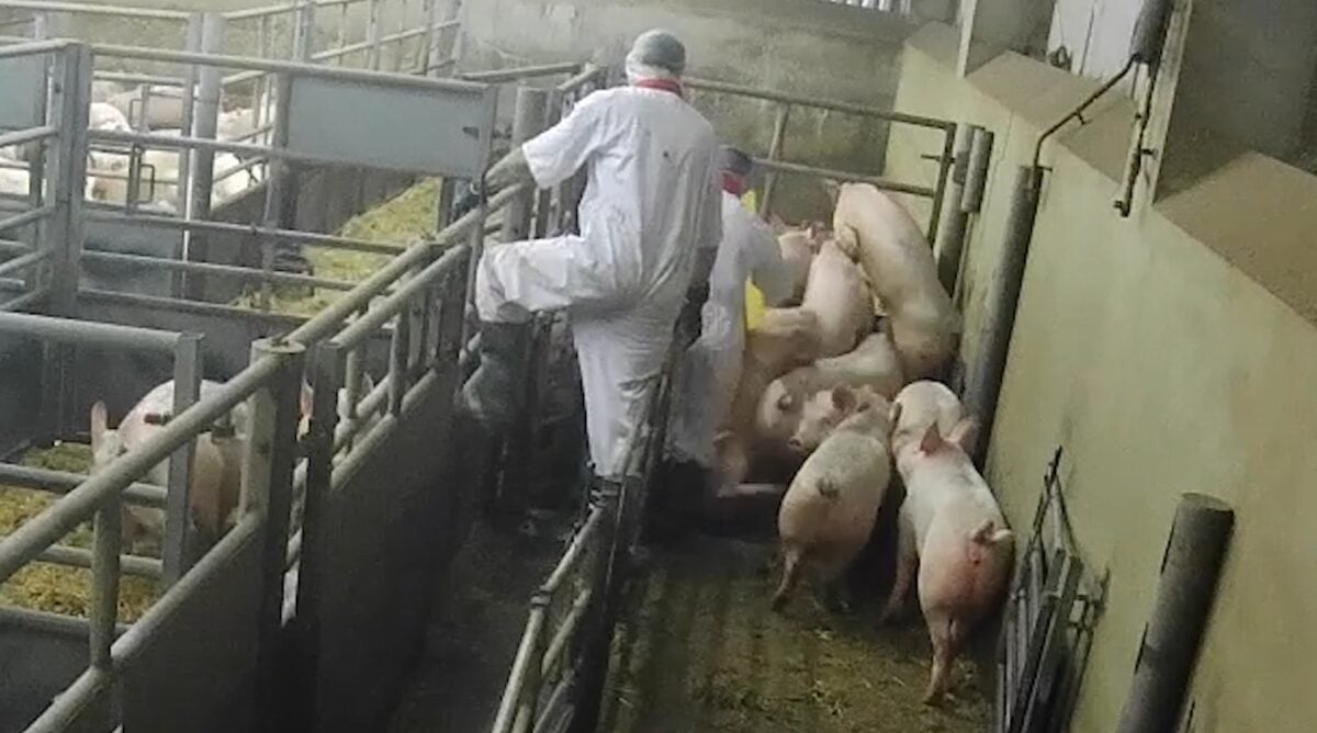 A still of a slaughterhouse worker attempting to stun pigs at an RSPCA Assured slaughterhouse