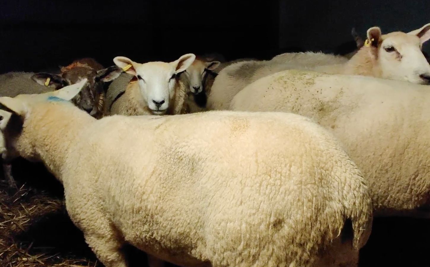 A still of footage obtained from an Animal Rising investigation into RSPCA Assured slaugherhouses