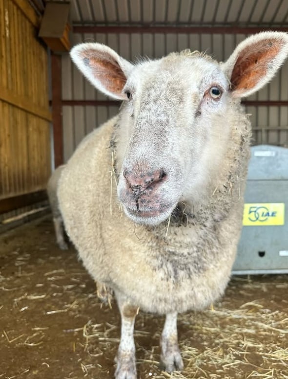 A sheep at Surge Sanctuary